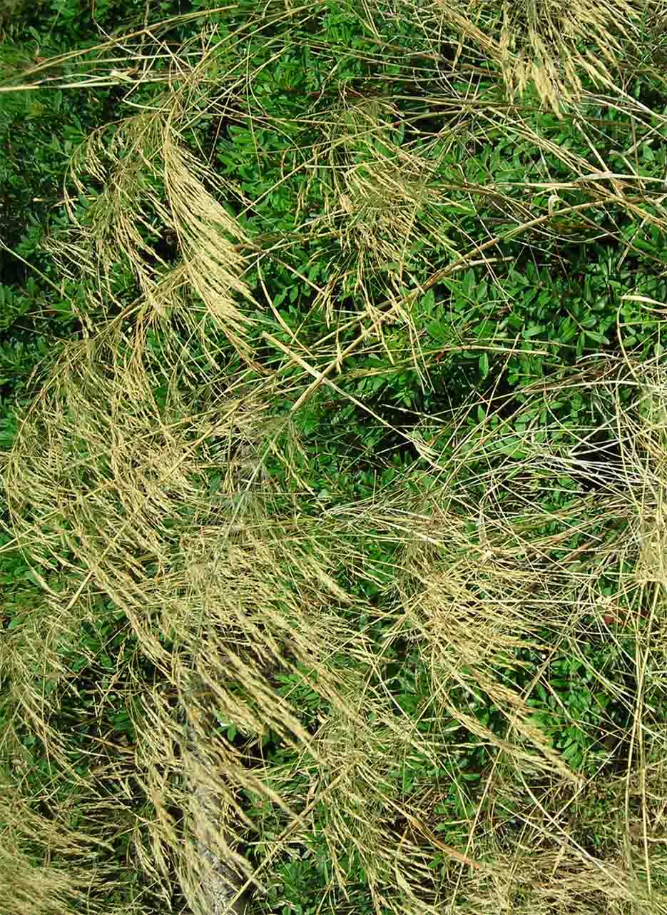 cfr. Piptatherum miliaceum